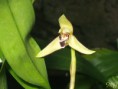 /album/maxillareae/maxillaria-marginata-jpg/